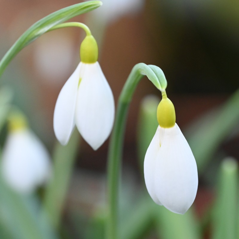 Galanthus 'Wendy's Gold'