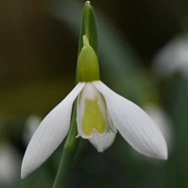 Galanthus 'Wendy's Gold'