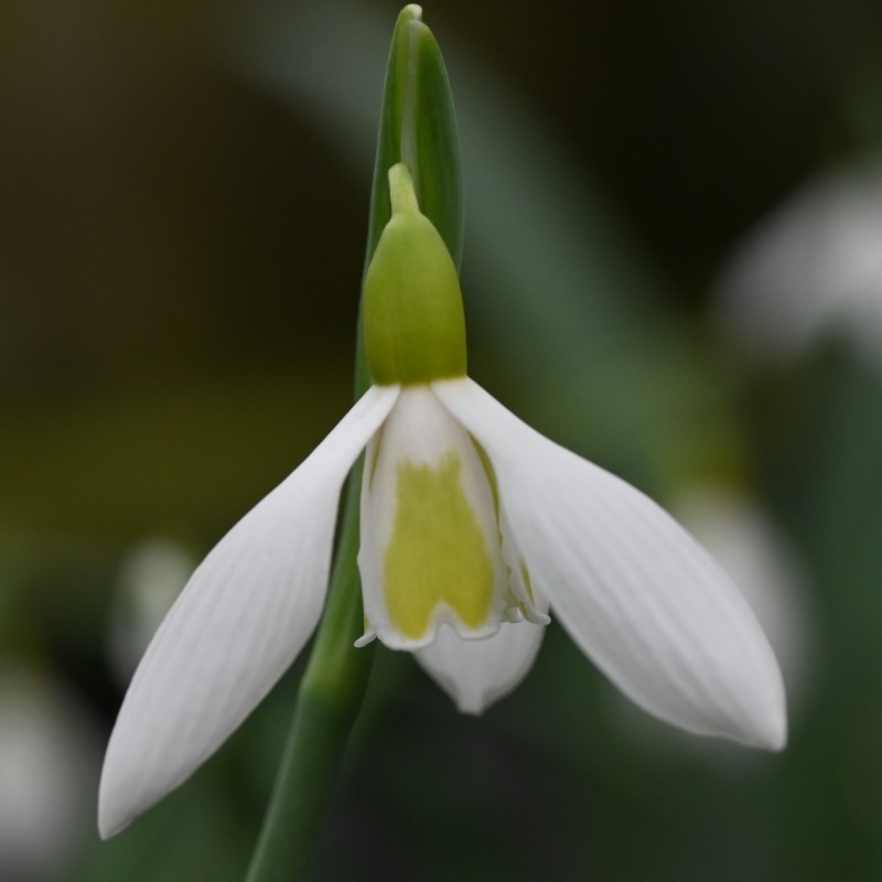 Galanthus 'Wendy's Gold'