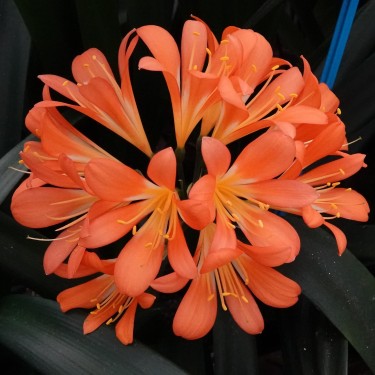 Clivia miniata -BTT02-