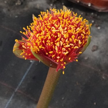 Haemanthus AlCo 'Fien' 