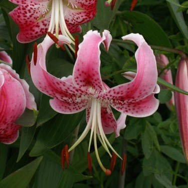 Lilium speciosum var. rubrum 'Uchida'