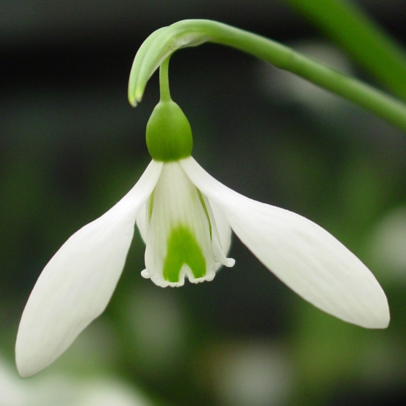 Galanthus 'Colossus'