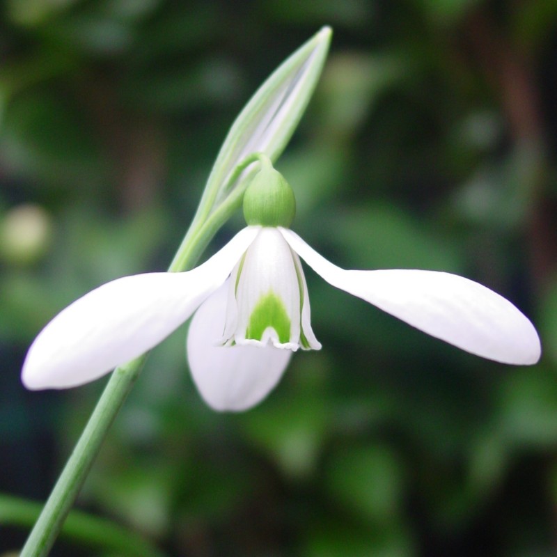 Galanthus 'Colossus'