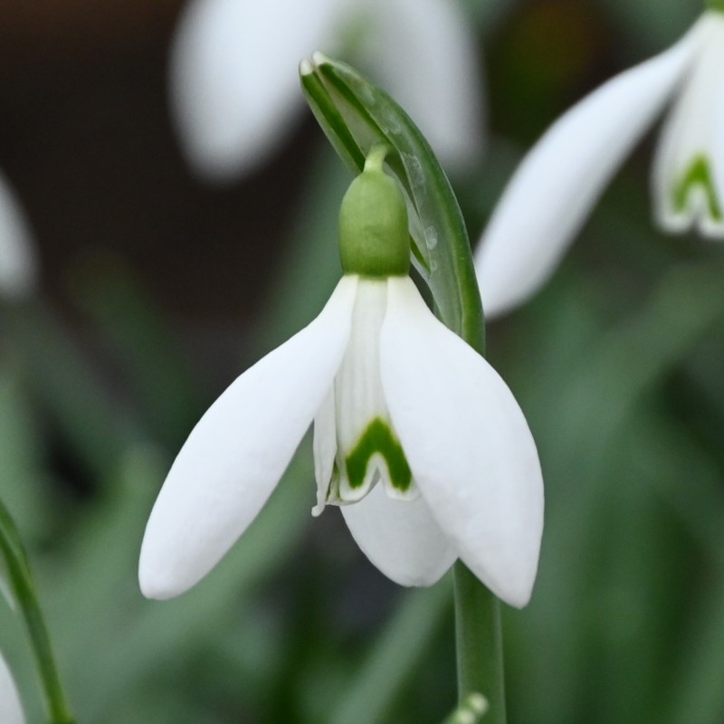 Galanthus 'White Dream'