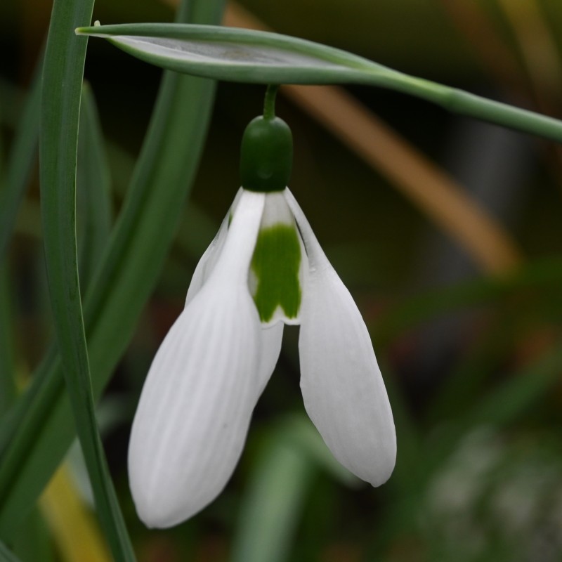 Galanthus 'Louise Ann Bromley'
