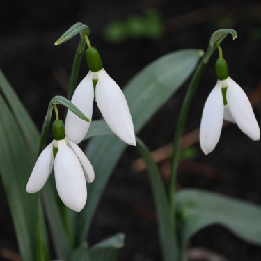 Galanthus 'Louise Ann Bromley'