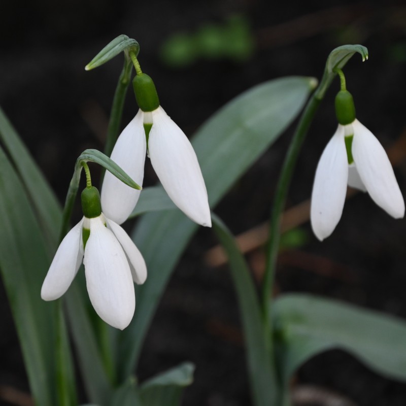 Galanthus 'Louise Ann Bromley'
