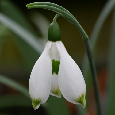 Galanthus 'Button'