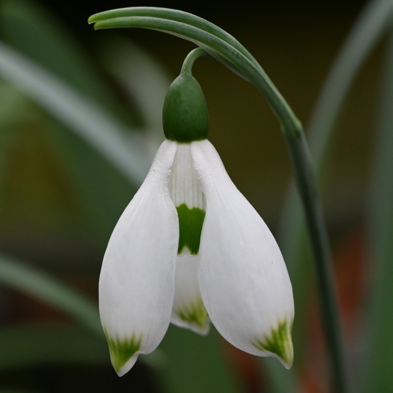 Galanthus 'Button'