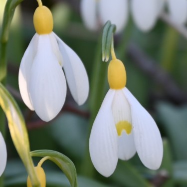 Galanthus 'Spindlestone Surprise'
