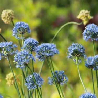 Allium caeruleum