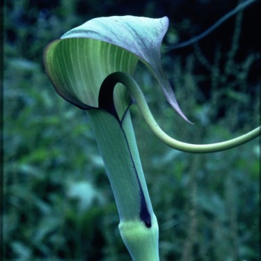 Arisaema tortuosum