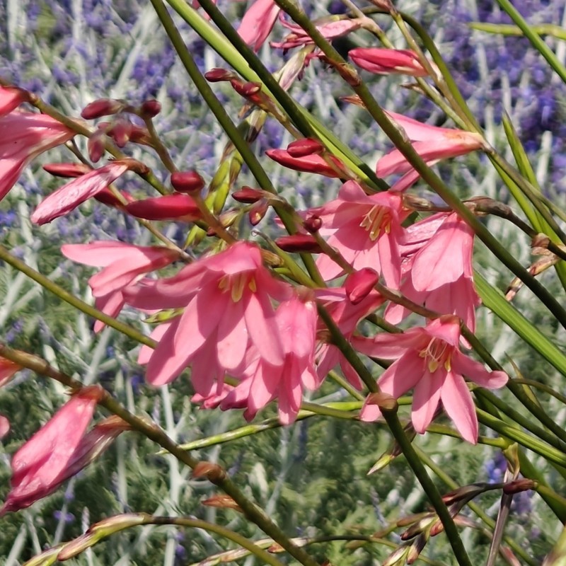 Tritonia disticha subsp. rubrolucens -tall pink form-