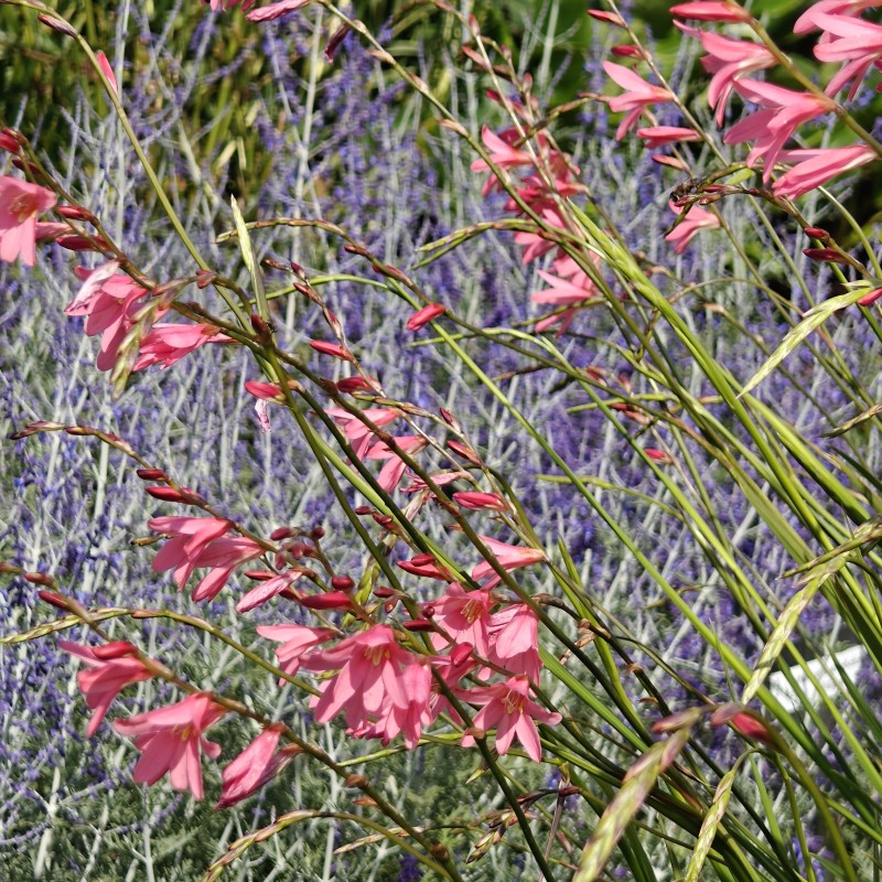 Tritonia disticha subsp. rubrolucens -tall pink form-
