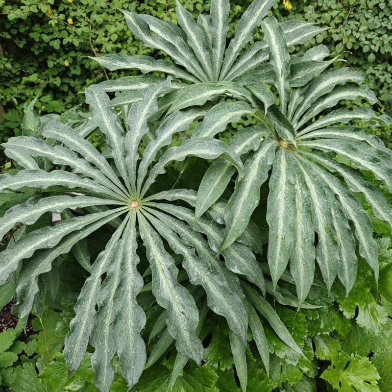 Arisaema consanguineum 'The Perfect Wave'