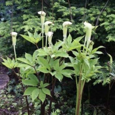 Arisaema tortuosum