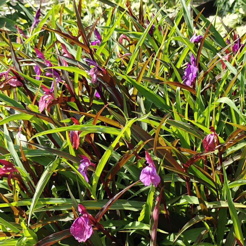 Roscoea purpurea 'Paul Bygrave's Hybrids'