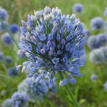 Allium caesium