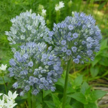 Allium caesium