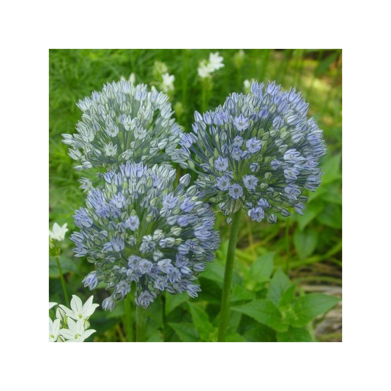 Allium caesium