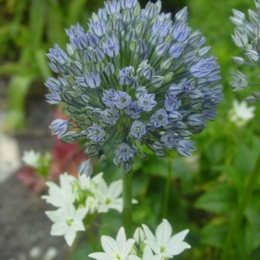 Allium caesium