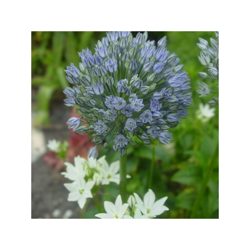 Allium caesium
