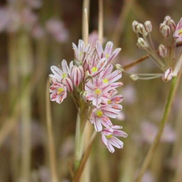 Allium callimischon subsp. callimischon