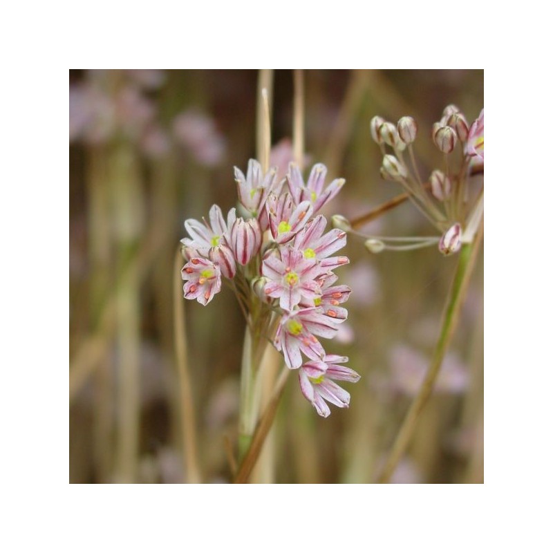 Allium callimischon subsp. callimischon