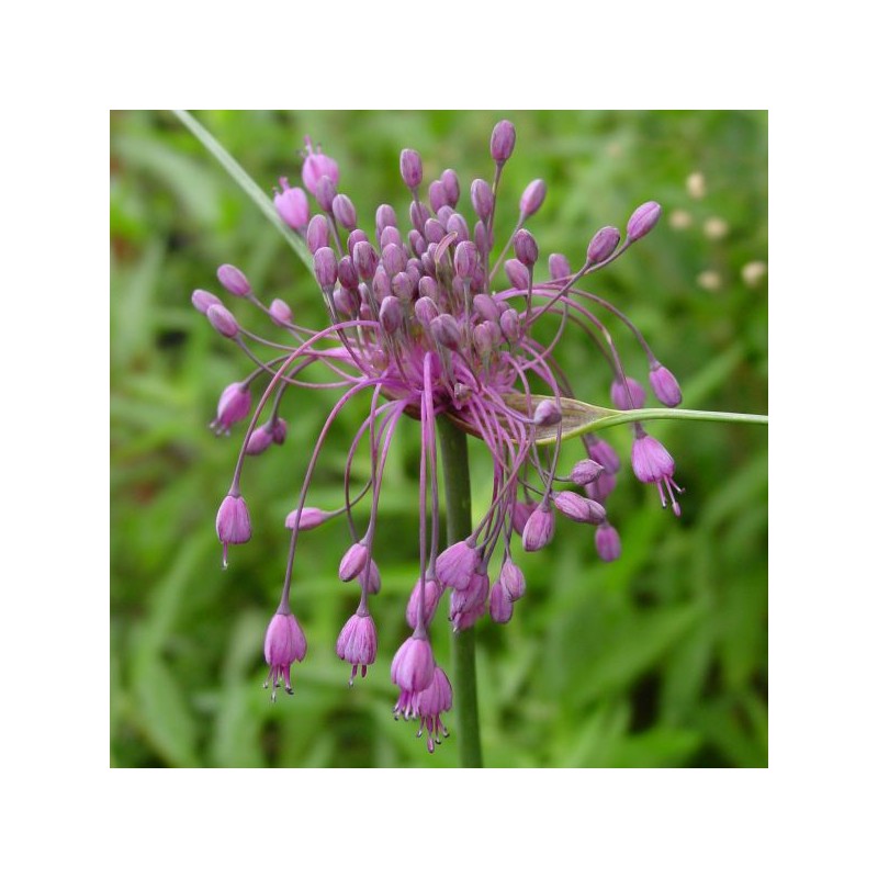Allium carinatum subsp. pulchellum
