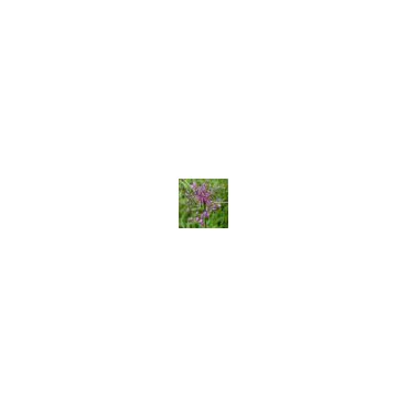 Allium carinatum subsp. pulchellum