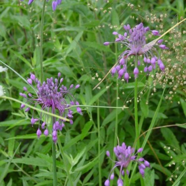 Allium carinatum subsp. pulchellum