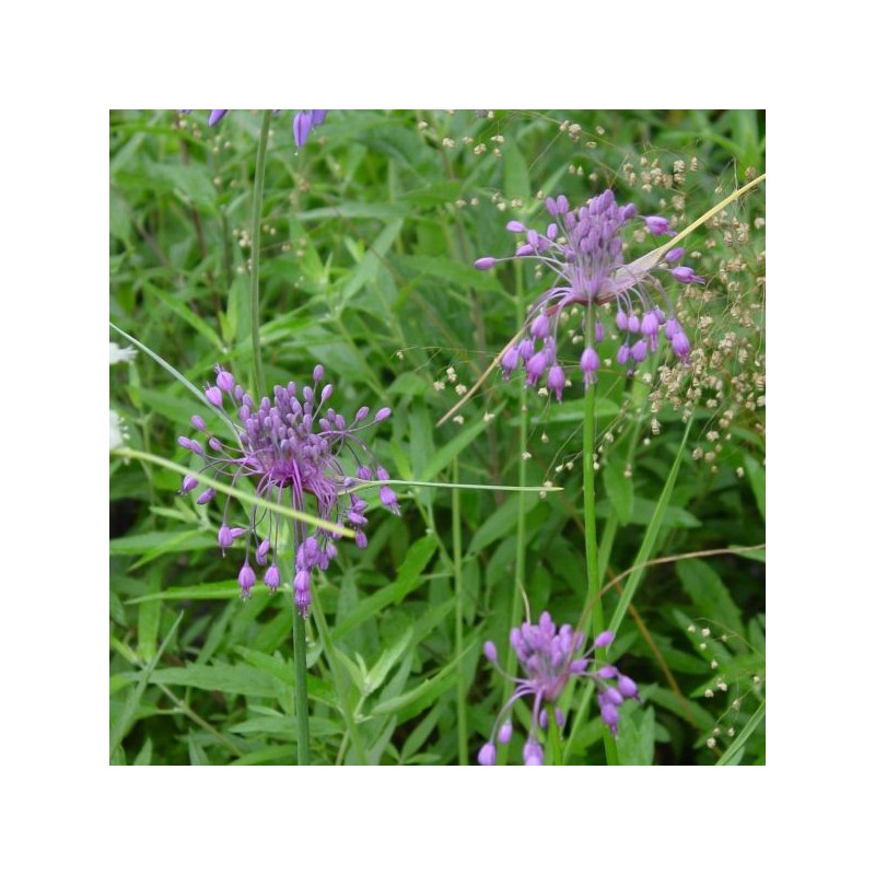 Allium carinatum subsp. pulchellum