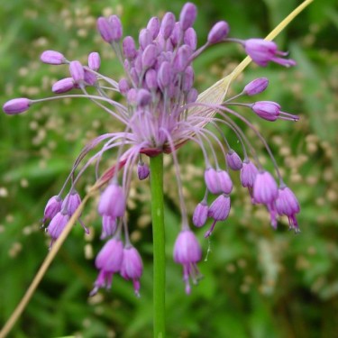 Allium carinatum subsp. pulchellum