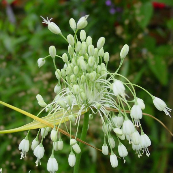 Allium carinatum subsp. pulchellum 'Album'