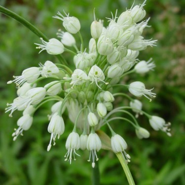 Allium carinatum subsp. pulchellum 'Album'