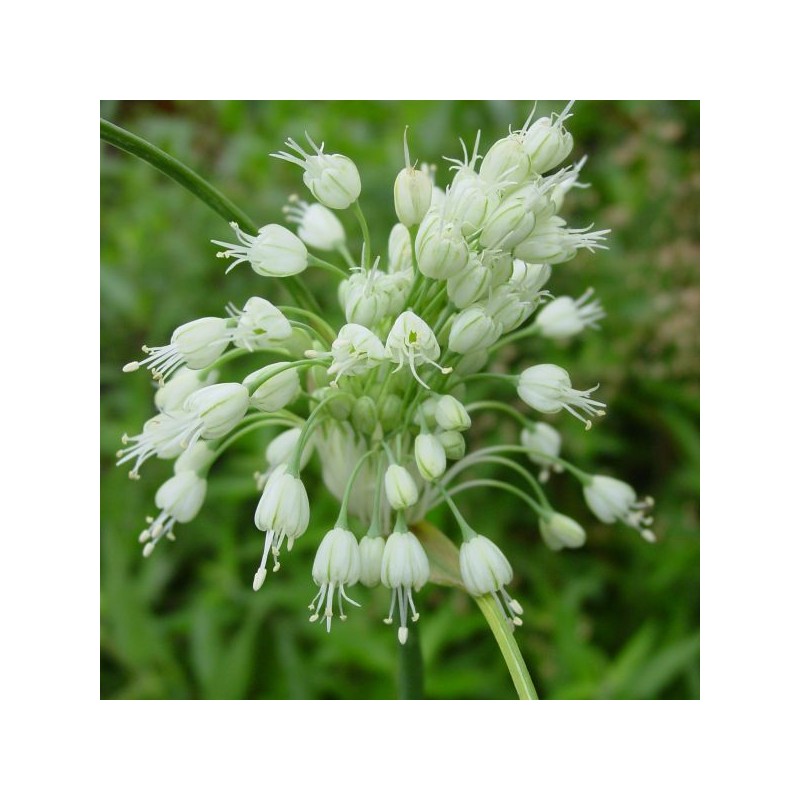 Allium carinatum subsp. pulchellum 'Album'