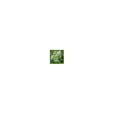 Allium carinatum subsp. pulchellum 'Album'