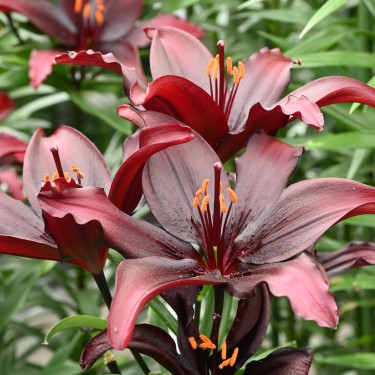 Lilium 'Blacklist'