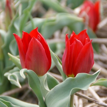 T. 'Duc van Tol Max Cramoisie'