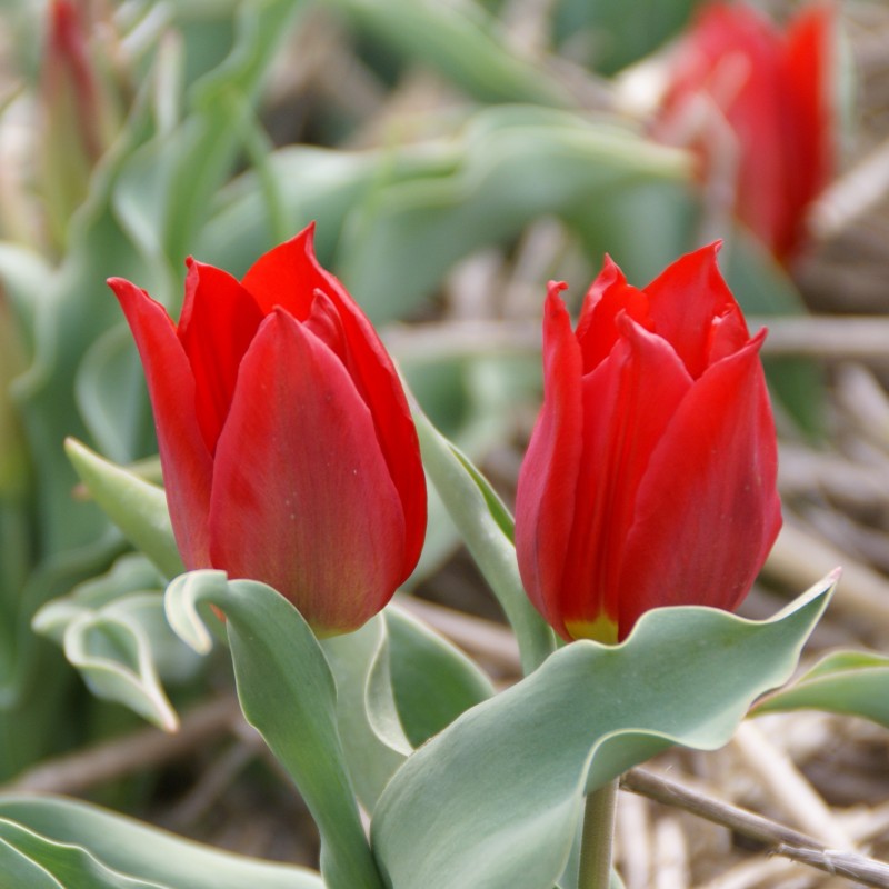 T. 'Duc van Tol Max Cramoisie'