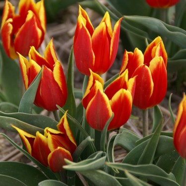 T. 'Duc van Tol Red and Yellow'