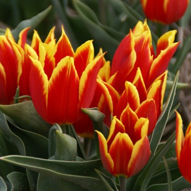 T. 'Duc van Tol Red and Yellow'