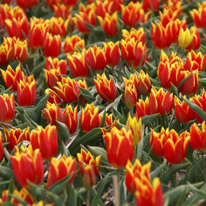T. 'Duc van Tol Red and Yellow'