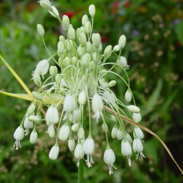 Allium carinatum subsp. pulchellum 'Album'