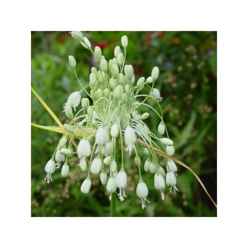 Allium carinatum subsp. pulchellum 'Album'