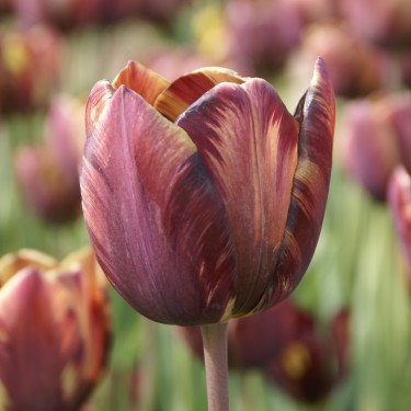 Tulipa 'Absalon'