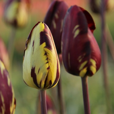 Tulipa 'Absalon'