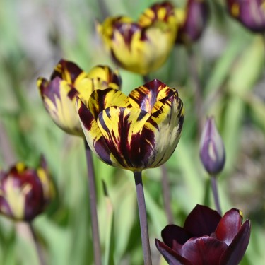 Tulipa 'Absalon'