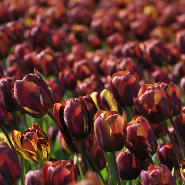 Tulipa 'Absalon'
